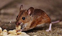 24 Hour & Emergency Exterminators in Champion Spark Plug, OH